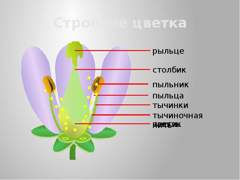 Схема строения пыльцы