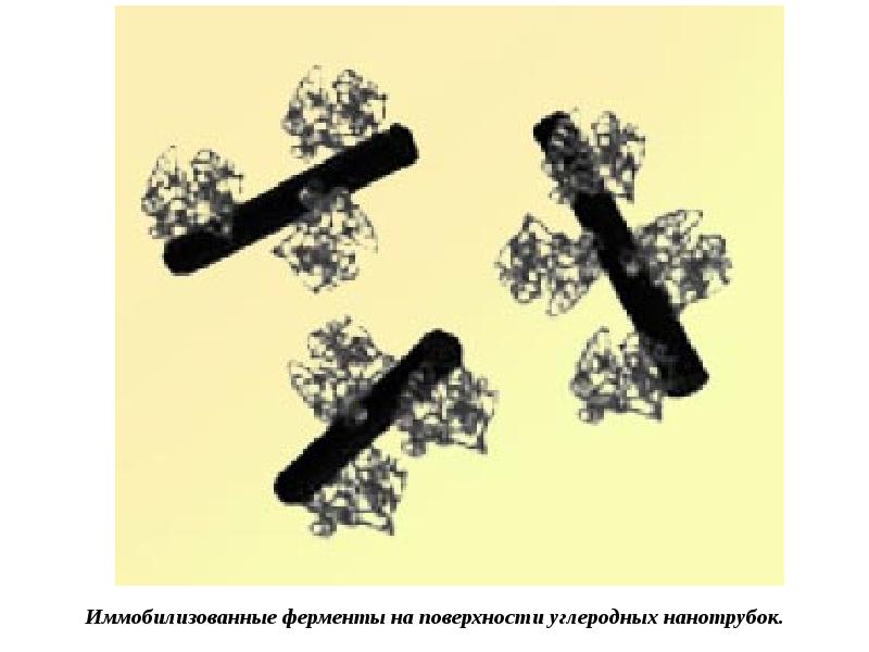 Иммобилизованные ферменты презентация