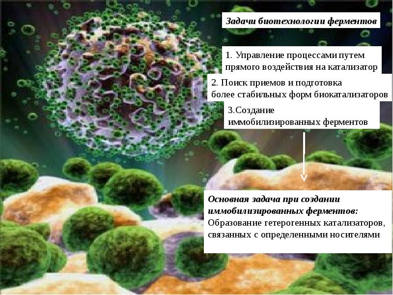 Биотехнология получения и использования ферментов презентация