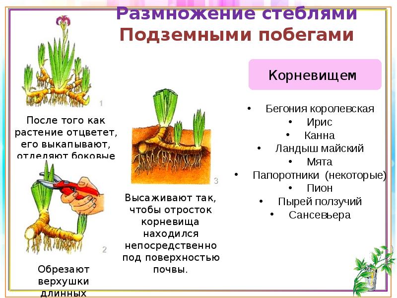 Вегетативное размножение проект