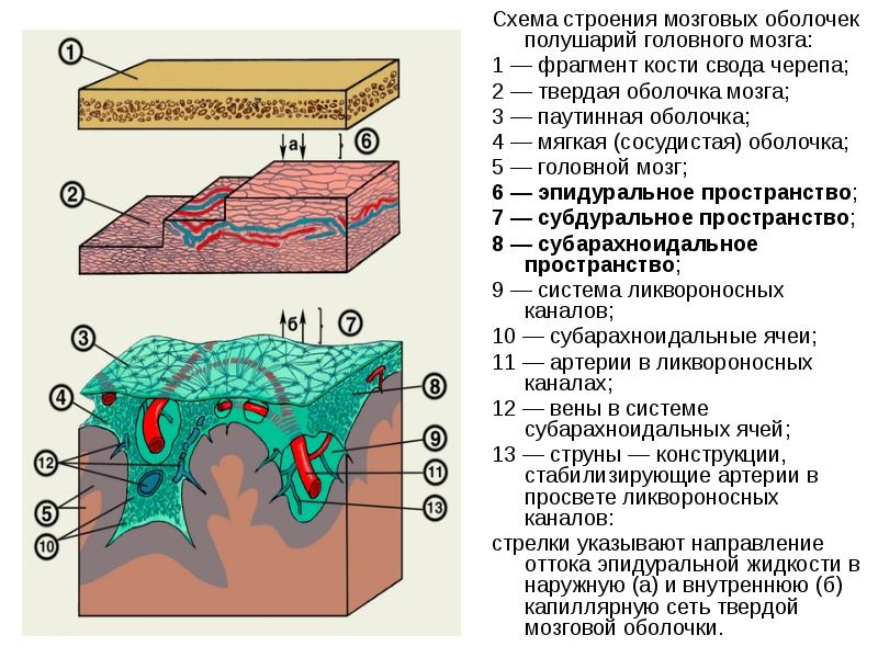 Оболочки головного мозга рисунок