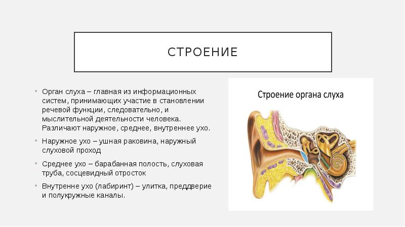 Наружное ухо среднее ухо внутреннее ухо таблица. Строение органа слуха. Среднее ухо строение и функции. Среднее и внутреннее ухо функции.