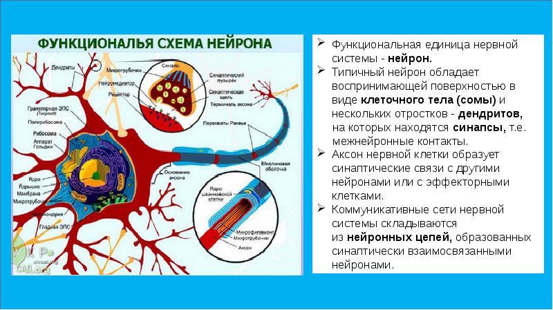 Схематическое изображение структурно функциональной единицы нервной системы нейрона