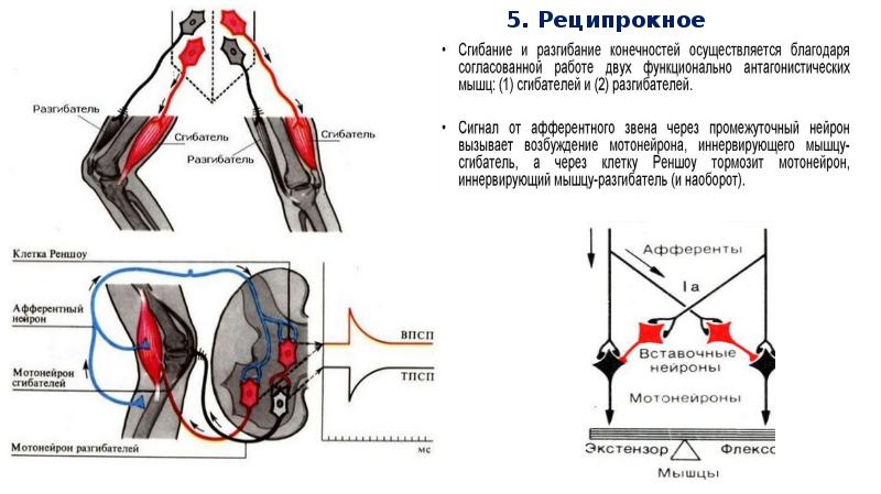 Ориентировочный рефлекс схема