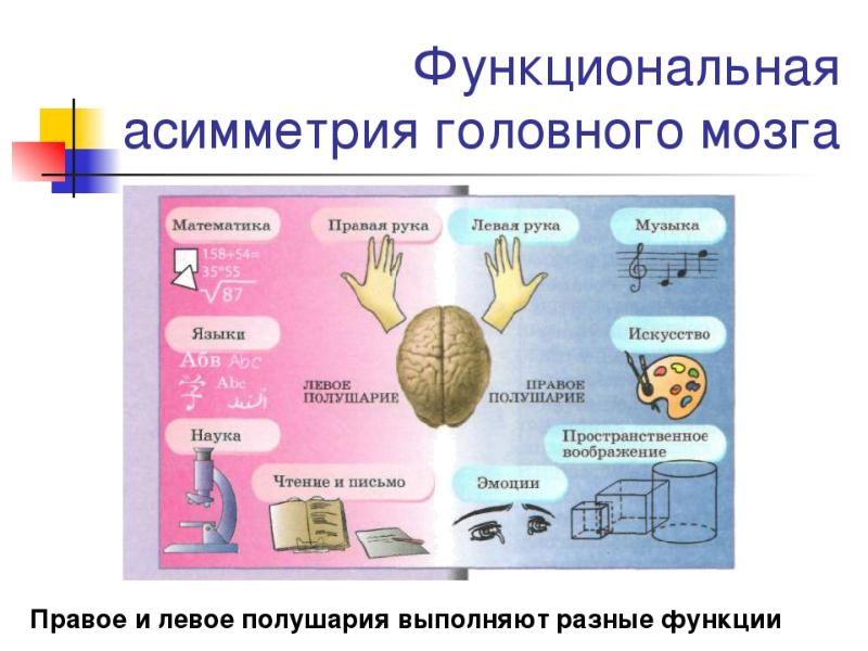 Полушария головного мозга презентация