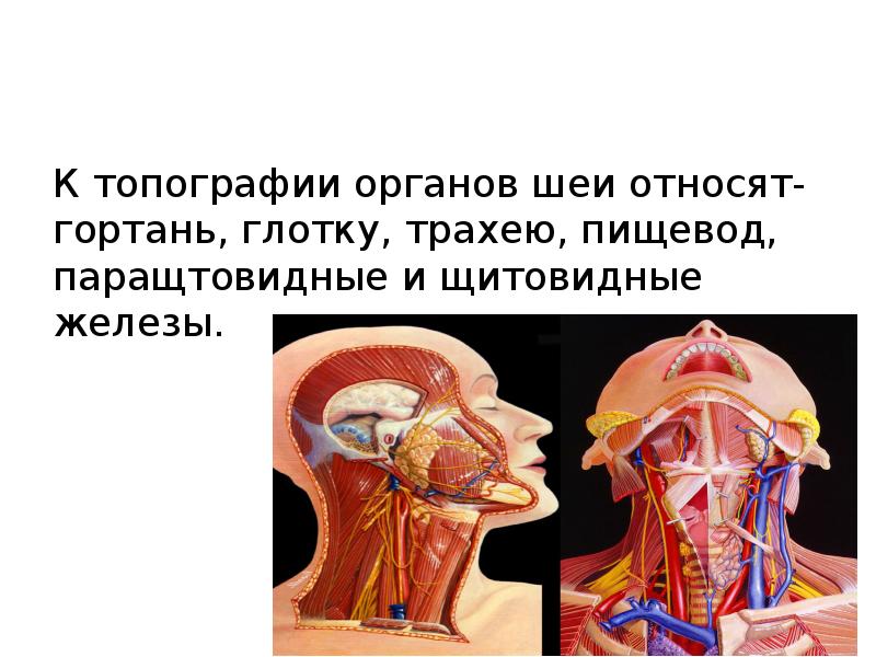 В пределах шеи пищевод вплотную прилежит к задней стенке трахеи