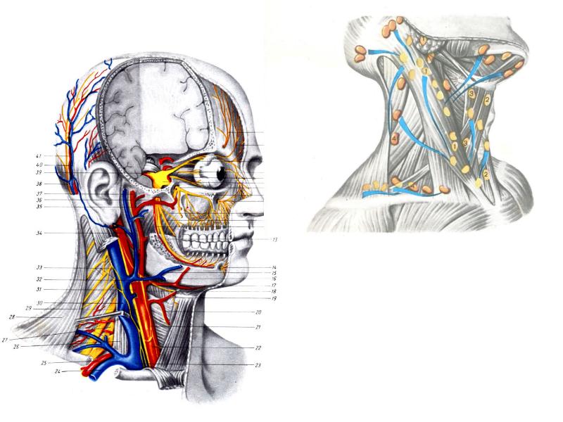 Строение шеи человека спереди