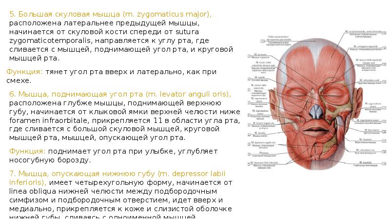 Мышца гордецов фото человека