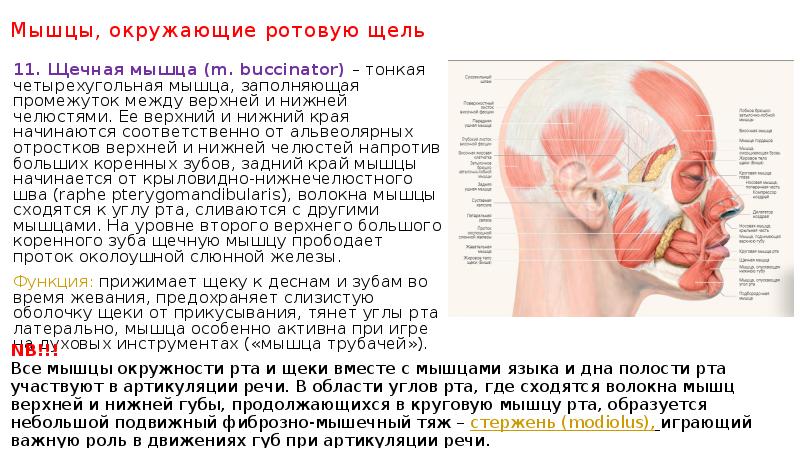 Щечная мышца. Функциональная анатомия мышц головы.