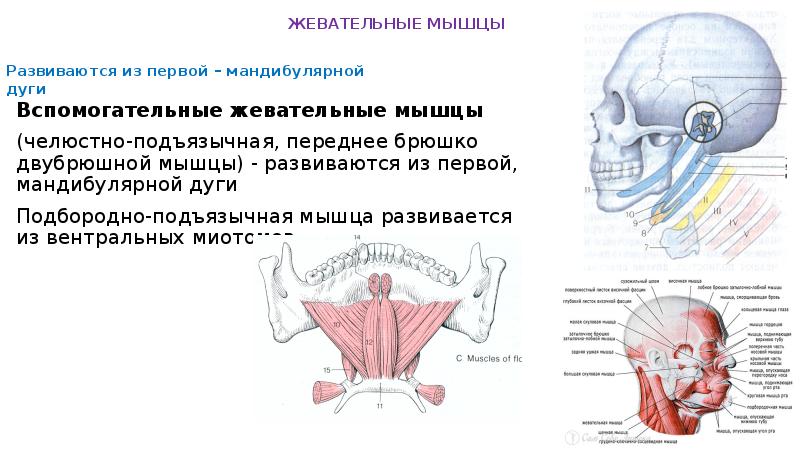 Схема жевательные мышцы