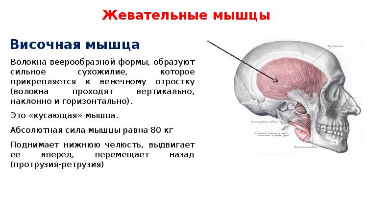 Мышцы головы анатомия презентация