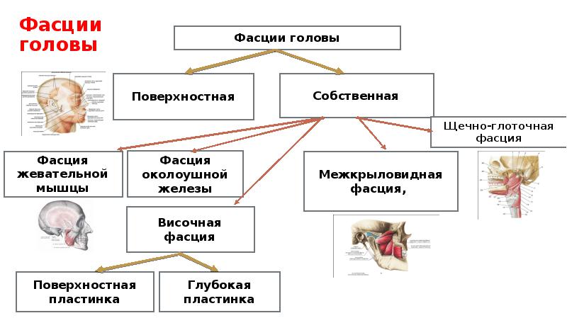 Фасции лица и шеи анатомия схема