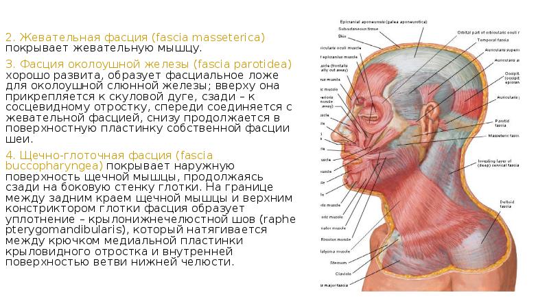 Мышцы головы и шеи анатомия презентация