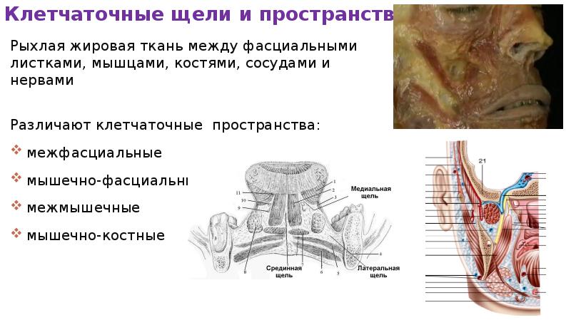 Клетчаточные пространства головы рисунок