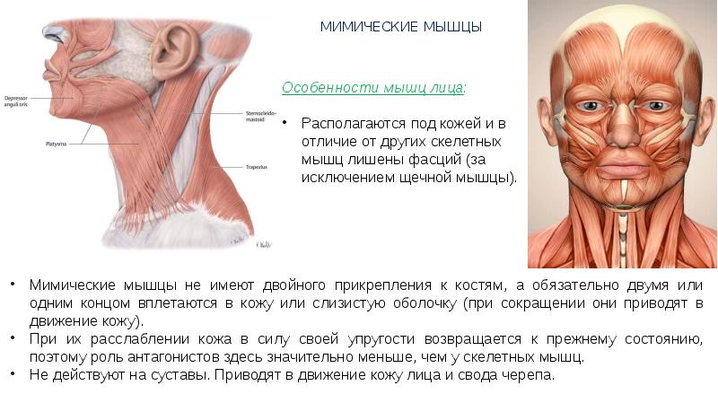 Фасции лица и шеи анатомия схема