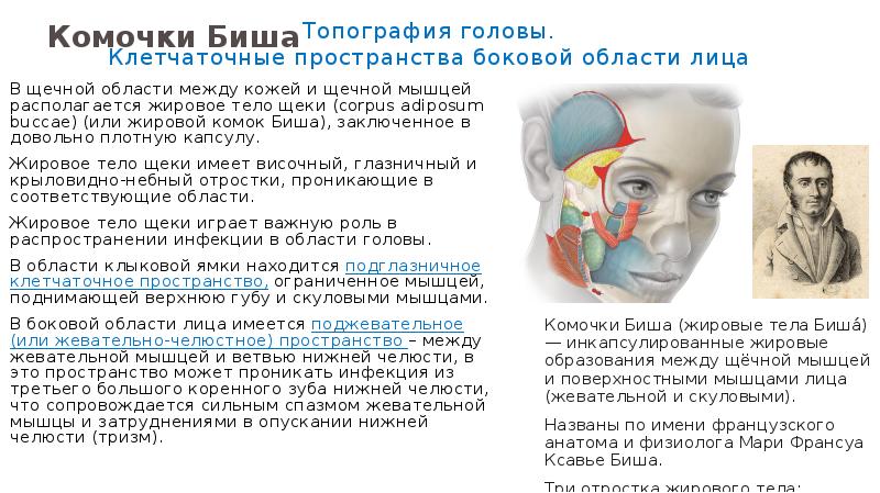 Где находятся комки биша рисунок