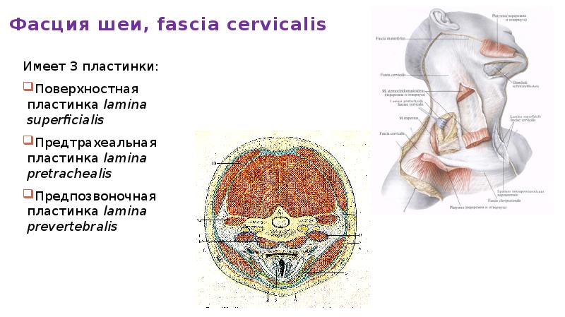 Пространства шеи