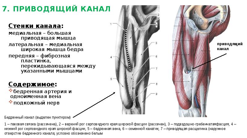 Фасции и клетчаточные пространства шеи схема