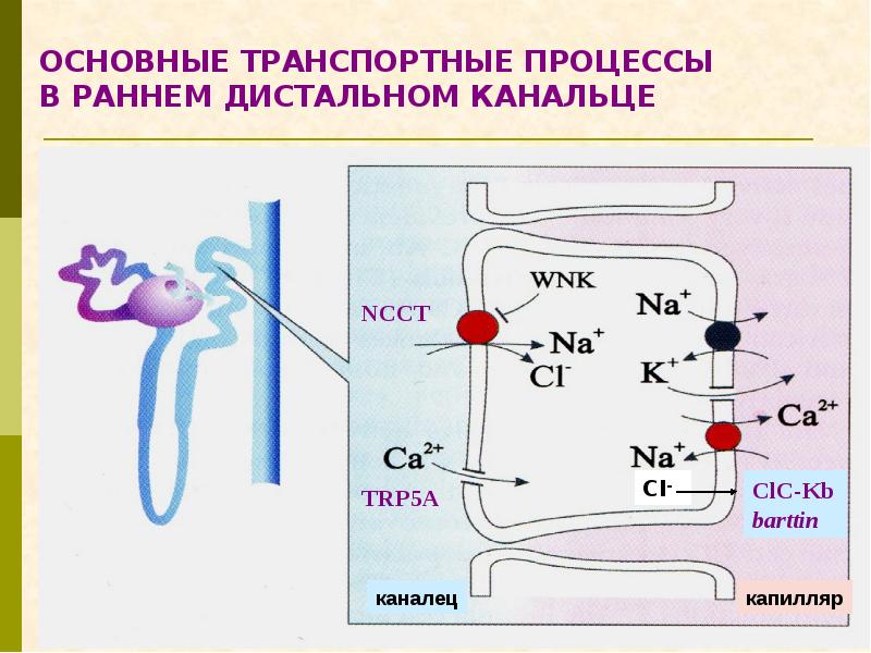 Как восполнить электролиты в организме. Электролиты в организме человека. Функции электролитов в организме. Электролиты в продуктах питания. Электролиты для организма как приготовить.