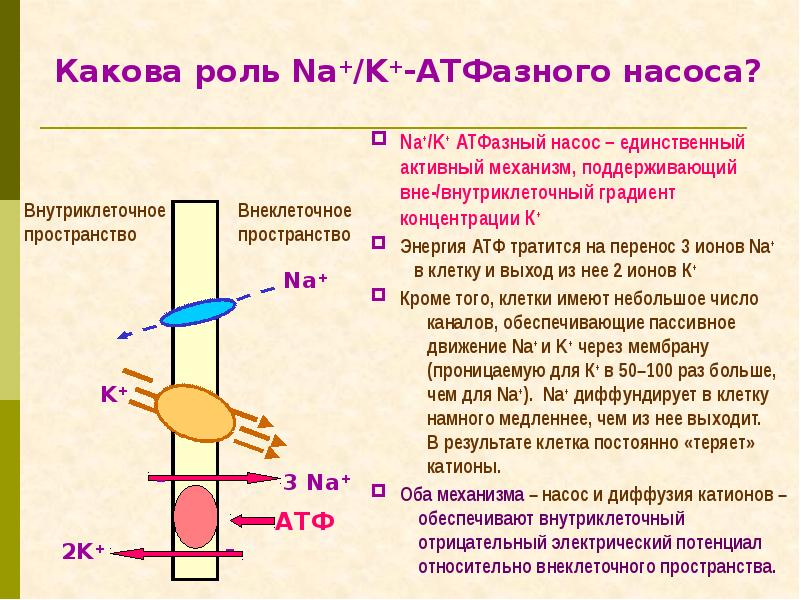 По какой схеме возможен одновременный трансмембранный перенос ионов калия и натрия