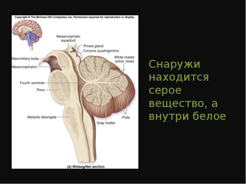 Находится снаружи. Снаружи серое вещество внутри белое. Расположение белого и серого вещества внутри или снаружи :. Серое вещество находится снаружи. Снаружи расположено серое вещество внутри белое вещество.