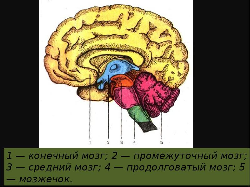 Опухоли головного мозга презентация неврология