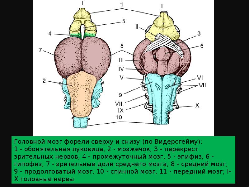 Головной мозг гистология презентация