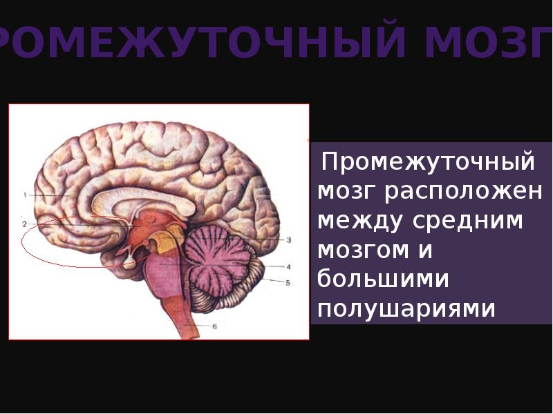 Мозг презентация