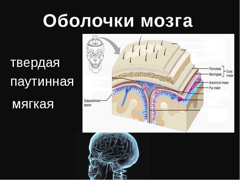 Оболочки головного мозга презентация