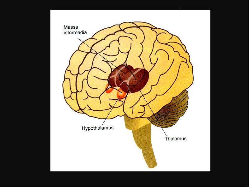 Диэнцефальная дисфункция головного мозга. Диэнцефальные отделы головного мозга. Диэнцефальная эпилепсия. Диэнцефальные отделы мозга это. Диэнцефальный уровень мозга это.