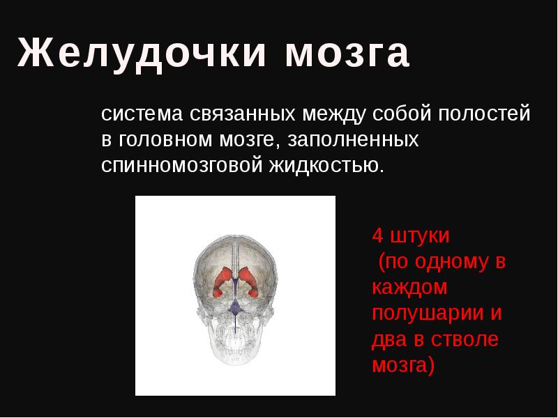 Полости мозга заполнены. Меккелева полость в головном мозге. Субкалезные полости головы.