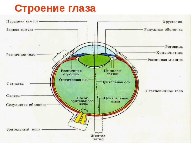 Методы исследования органа зрения презентация