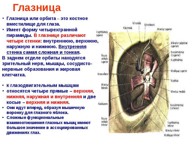 Глазница. Глазница строение и функции. Верхняя стенка глазницы образована.