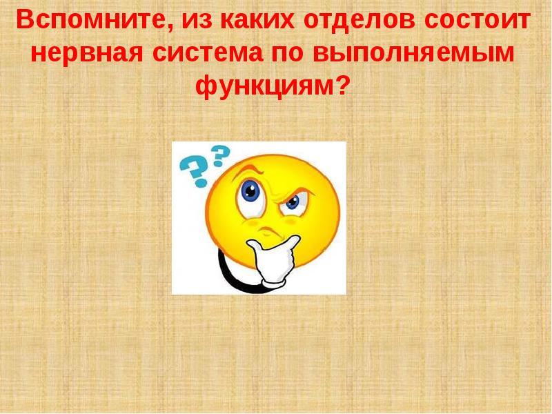 Из каких двух отделов состоит нервная система