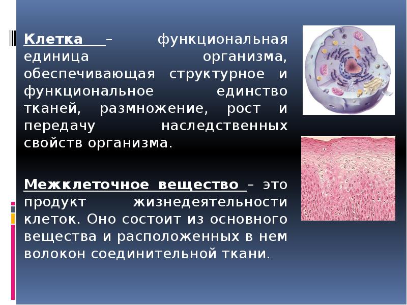 Структурная и функциональная единица организма