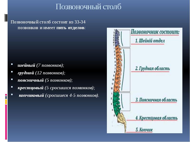 Функции позвоночника