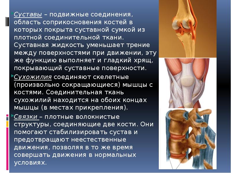 Подвижное соединение костей суставы. Подвижные соединения суставы. Соединение костей суставы. Уменьшает трение суставных поверхностей костей. Подвижные соединения костей.