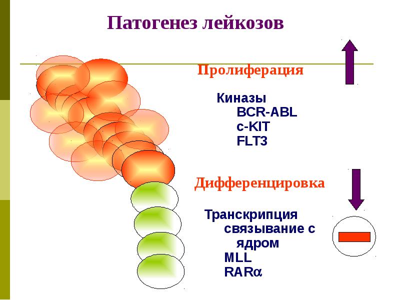 Патогенез лейкозов схема