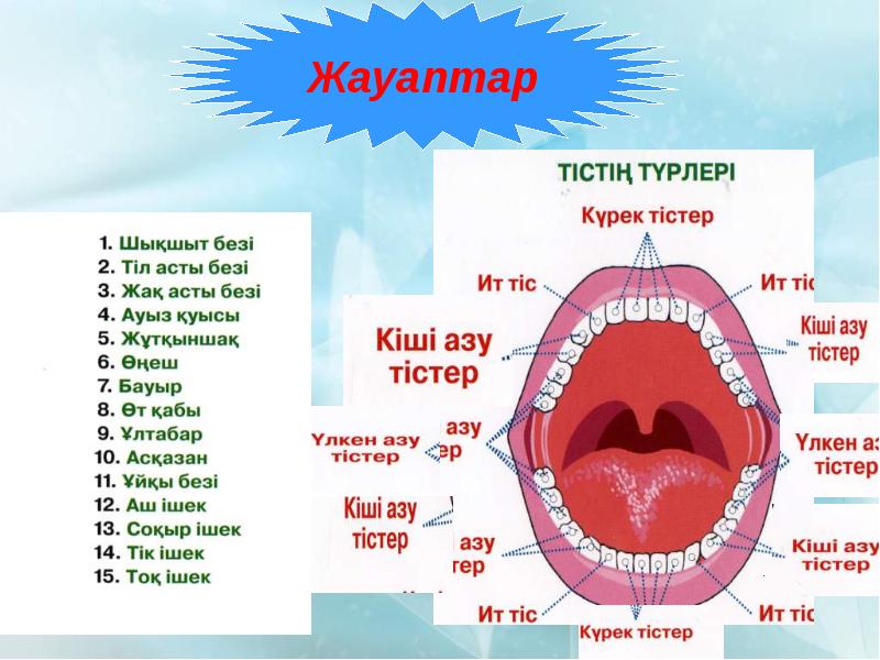 Ауыз қуысы презентация