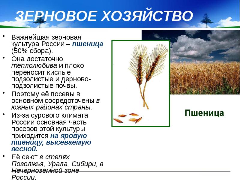 К злаковым культурам относятся. Пшеница важнейшая зерновая культура. Основные зерновые культуры России. Характеристика зерновызткультур.