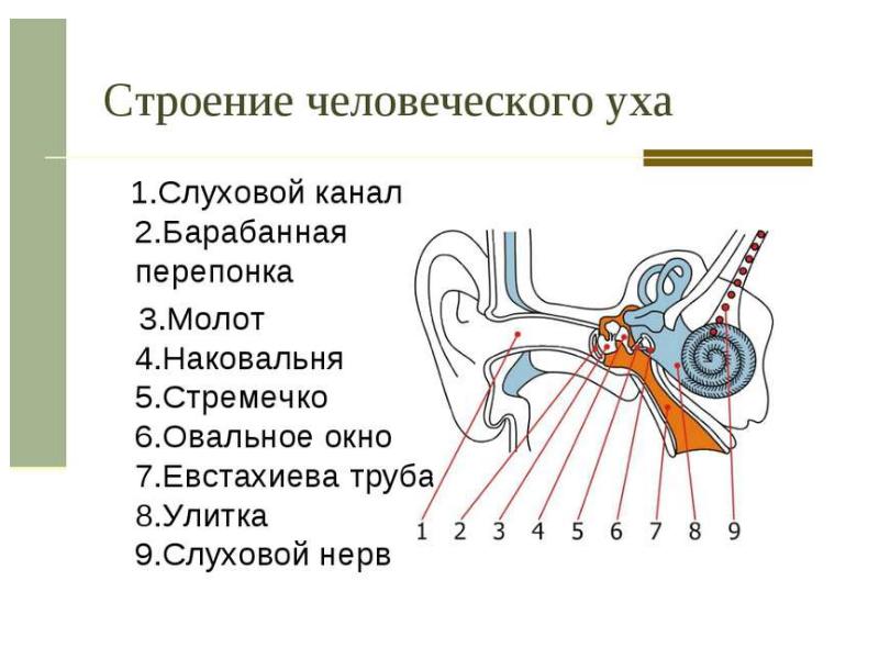 Презентация слуховой анализатор биология 8 класс пасечник