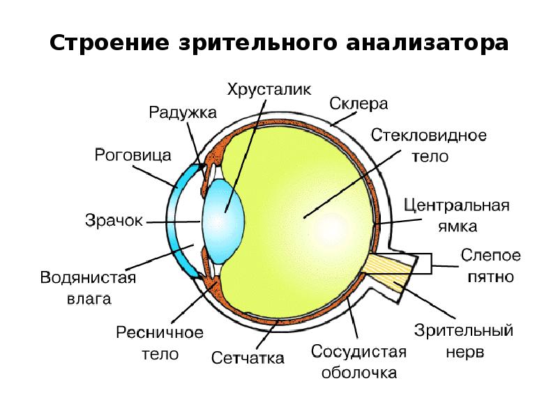 Центральная часть зрительного анализатора где происходит анализ воспринятого изображения