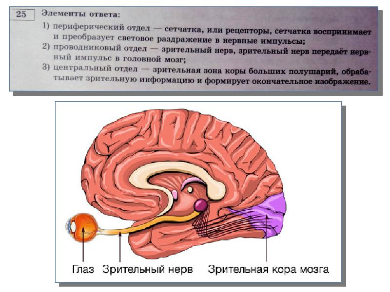 Анализаторы сенсорные системы презентация