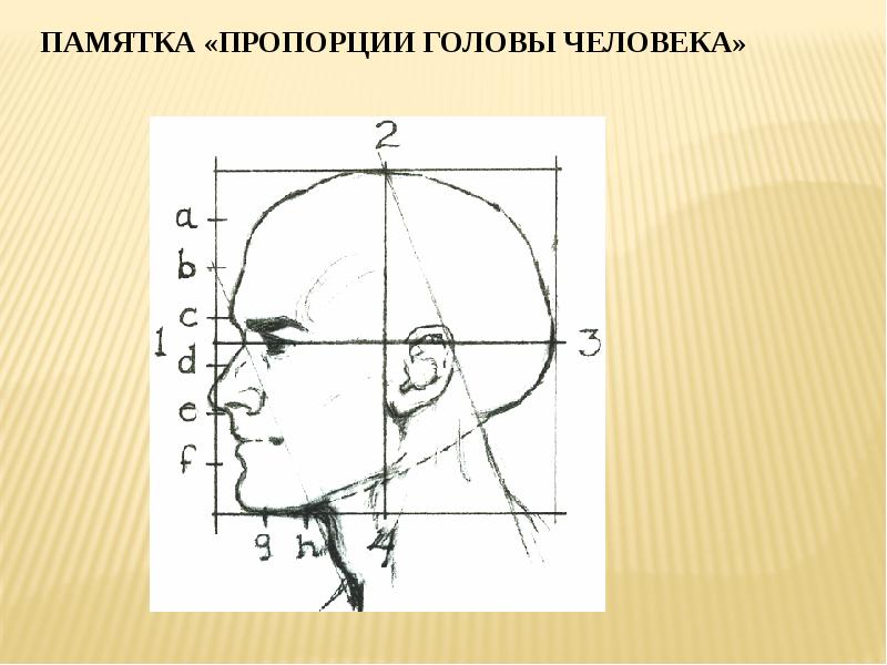 Основные пропорции головы человека. Пропорции головы человека рисунок. Голова человека фото пропорции. Памятка пропорции головы человека. Пропорции головы человека в скульптуре.