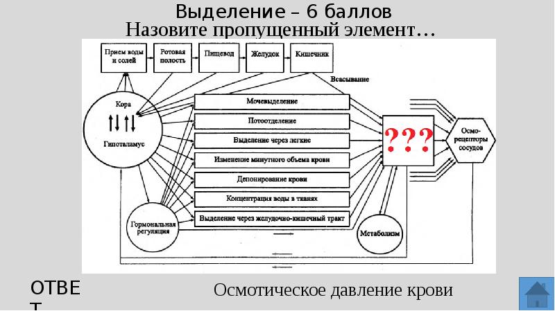 Нарисуйте схему функциональной системы регуляции минутного объема крови