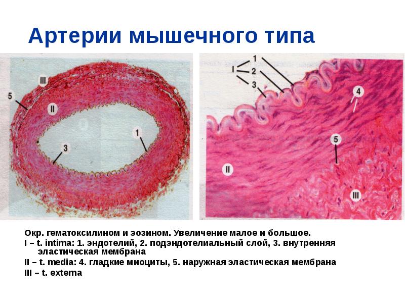 Артерия эластического типа рисунок