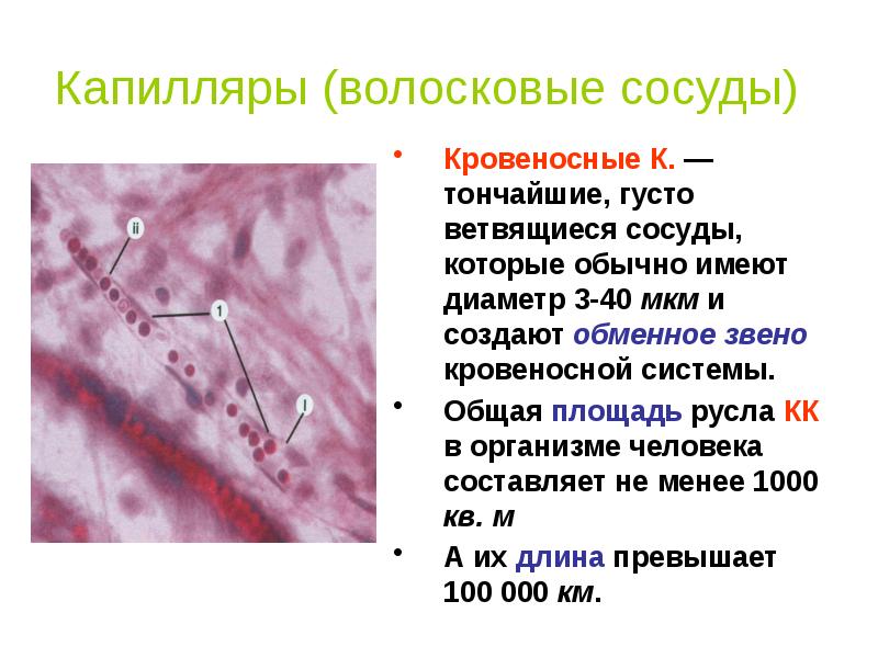 Выводной проток ветвится. Капиллярная система человека. Эндотелиальные клетки капилляров не способны к делению. Базалиома признаки дерматоскопические ветвящиеся капилляры.