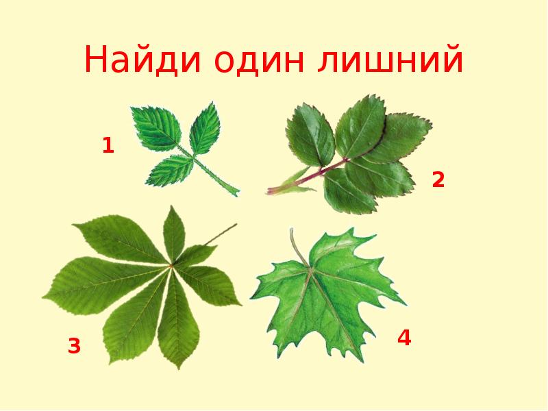 Тема лист 6 класс. Внешнее строение листьев 6 класс презентация. Маленакий чвето его лист. Фото деления листа и его части. Доклад про лист и его строение 6 класс.