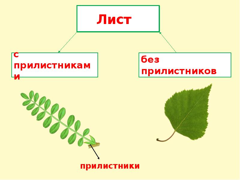 Что значит лист. Строение листа с прилистниками. Строение прилистника. Листья с прилистниками. Малина лист прилистник.