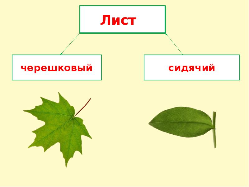 Тема листьев